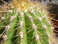 Trichocereus tarijensis v. fricianus JL Dscf0369.jpg